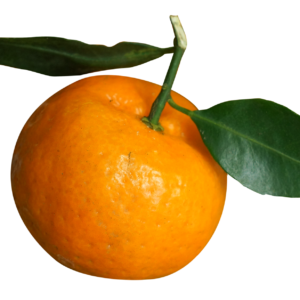 TANGERINE – LOCAL