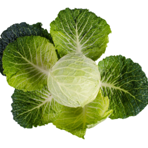 CABBAGE – WHITE