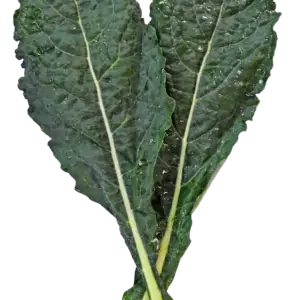 SUKUMA WIKI