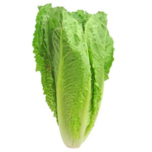 LETTUCE HARD