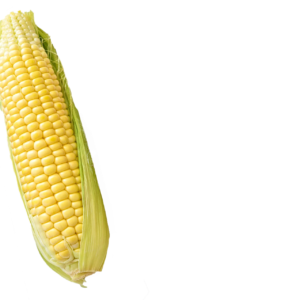 MAIZE – ON COB