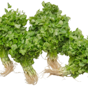 CORRIANDER (DHANIA) PLANT