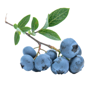 BERRIES – BLUE