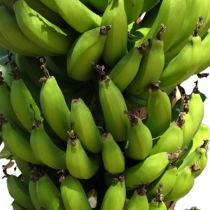 BANANA – MATOKE