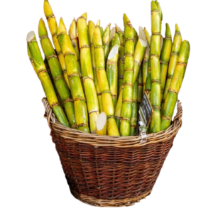SUGARCANE