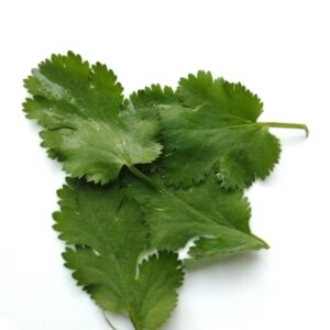 CORRIANDER PLANT – LARGE