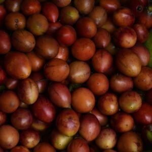 TREE TOMATO / Tamarillo
